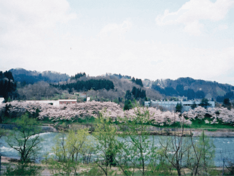 最上川対岸より朝日町工場と桜並木を眺む
